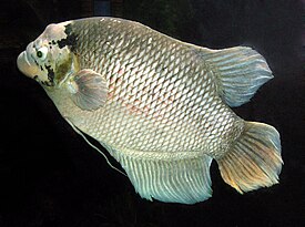 Настоящий гурами (Osphronemus gourami)