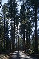 Giant sequoias in Giant Sequoia National Monument-2.jpg