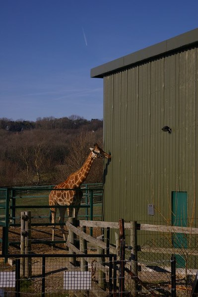 File:Giraffe House at Port Lympne Zoo - geograph.org.uk - 688170.jpg