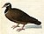 Columbidae