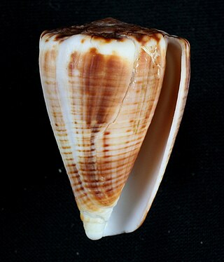 <i>Conus gladiator</i> Species of sea snail