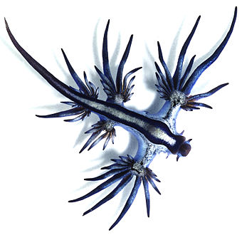 The sea slug Glaucus atlanticus swims and is countershaded upside-down.