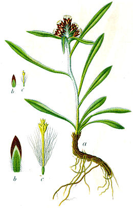 Madal kassiurb (Gnaphalium supinum)