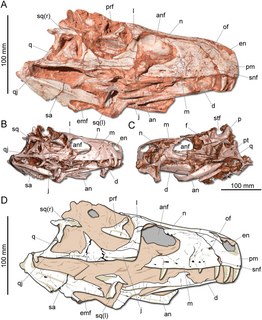 <i>Gnathovorax</i> Species of dinosaur