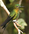 Miniatura per Colibrí calçat pitdaurat