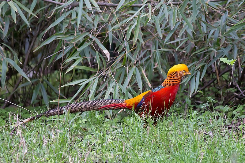 File:Golden Pheasant, Tangjiahe Nature Reserve.jpg