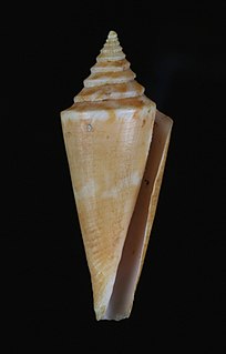 <i>Conus nybakkeni</i> species of mollusc