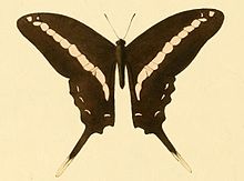 Graphium kirbyi.JPG