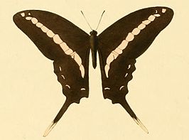 Graphium kirbyi