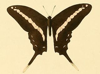 <i>Graphium kirbyi</i> Species of butterfly