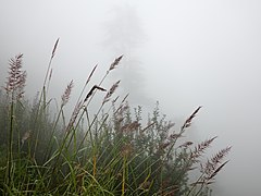 Grass Deodar Monsoon Mist Manali Sep20 R16 04026.jpg