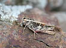 Grasshopper, a favorite food of Swainson's hawk Grasshopper on rock.jpg