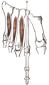 Plantar interossei muscles