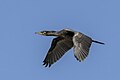 * Nomination Great cormorant (Phalacrocorax carbo) --Charlesjsharp 22:19, 3 February 2024 (UTC) * Promotion  Support Good quality. --Thi 22:30, 3 February 2024 (UTC)