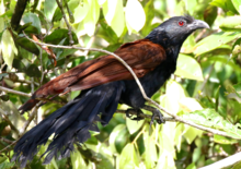 Sukau Rainforest Lodge, Kinabatangen River - Sabah, Borneo - Malaysia Greater Coucal.png