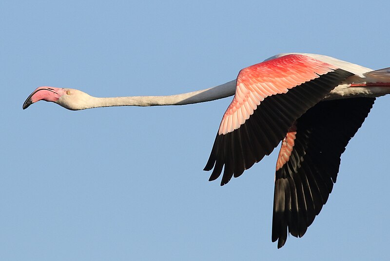 File:Greater Flamingo, Phoenicopterus roseus at Marievale Nature Reserve, Gauteng, South Africa (29316926282).jpg