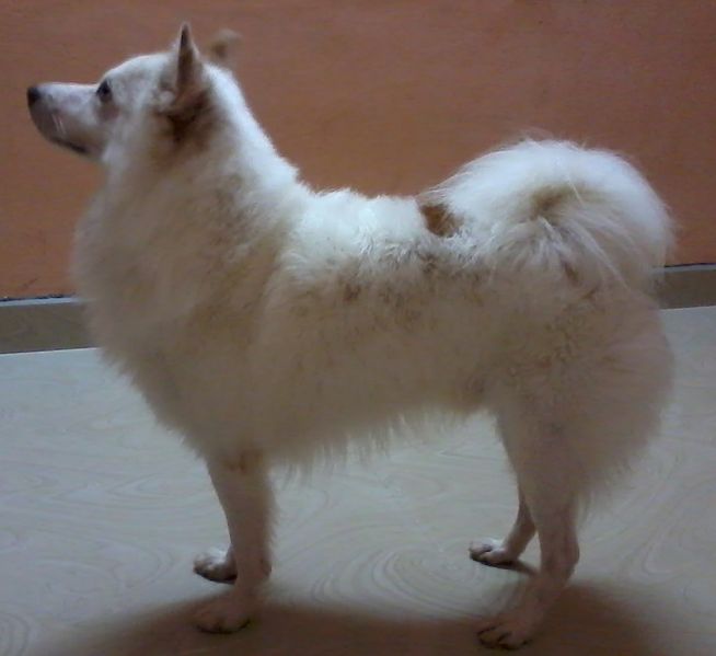 File:Greater indian spitz.jpg