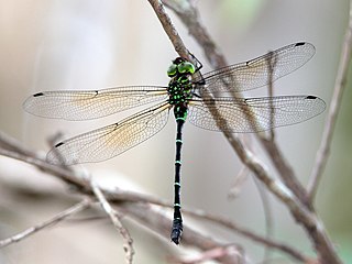 <i>Dromaeschna forcipata</i> Species of dragonfly