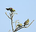 Thumbnail for File:Grey-fronted Green Pigeon, Kozhikode 02.jpg