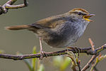 Thumbnail for Grey-sided bush warbler