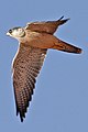 Grey Falcon in flight.jpg