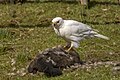 * Nomination Grey goshawk (Accipiter novaehollandiae) white morph --Charlesjsharp 11:04, 4 February 2024 (UTC) * Promotion  Support Good quality. --MB-one 15:07, 6 February 2024 (UTC)