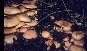 Thumbnail for List of Gymnopilus species