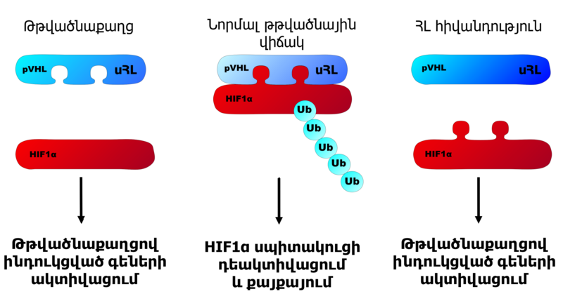 File:HIF and pVHL - AM.png