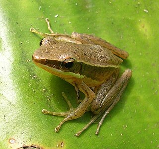 <i>Hylarana</i> genus of amphibians