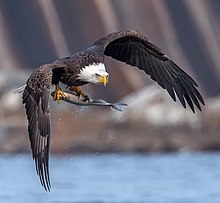 In flight with freshly caught fish Haliaeetus leucocephalus in flight 2cr.jpg