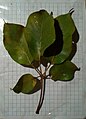 Handroanthus barbatus - leaf - Brazil.jpg