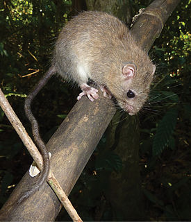 Delacours marmoset rat Species of rodent