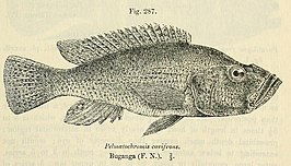 Haplochromis cavifrons