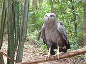 Harpyhaliaetus coronatus.jpg