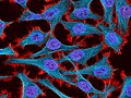 Imagen obtenida mediante fluorescencia multifotónica de células HeLa teñidas con la actina tomando color rojo, el citoesqueleto tomando color cian, y el núcleo celular tomando color azul.