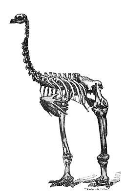 Скелет Pachyornis elephantopus