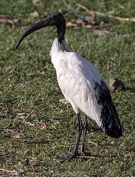 Helig ibis (Threskiornis aethiopicus).jpg