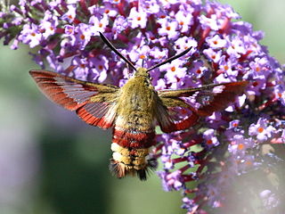 <i>Hemaris fuciformis</i> species of insect