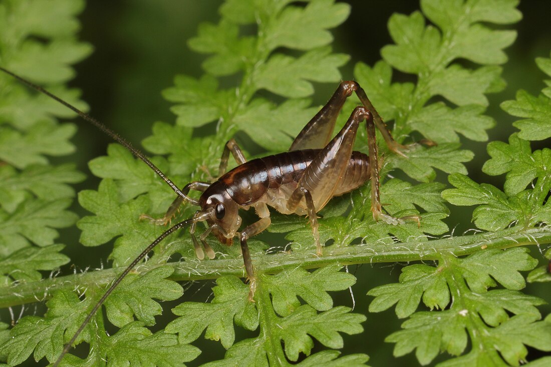 Hemiandrus maculifrons