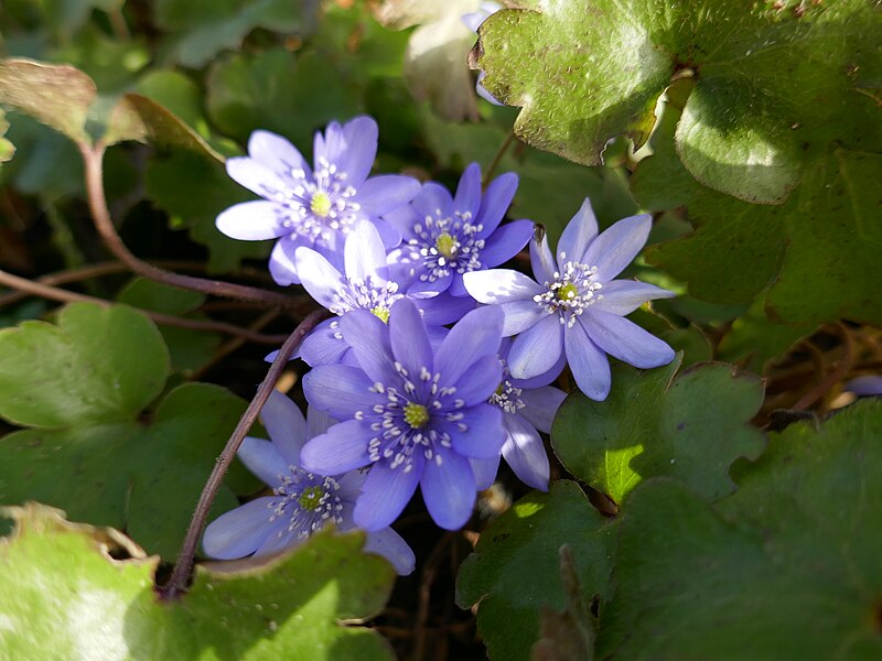 File:Hepatica transsilvanica 02.jpg