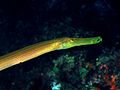 Pacific trumpet fish