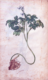 Herbarum vivae eicones-1-09-048.png