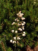 Heuchera sanguinea Alba 2020-06-23 0736.jpg