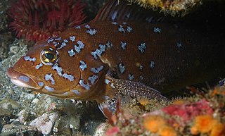 <span class="mw-page-title-main">Kelp greenling</span> Species of fish