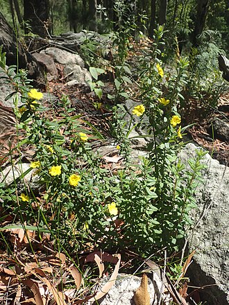 Near The Needles lookout in the Gibraltar Range National Park Hibbertia rhynchocalyx habit.jpg