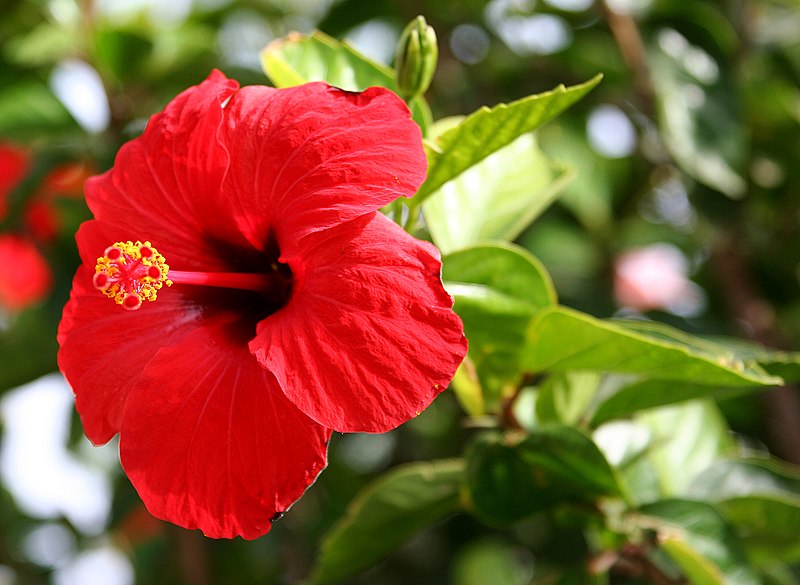 Hibiscus rosa-sinensis - Wikipedia