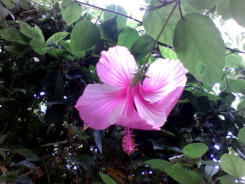 File:Hibiscus rosa-sinensis at Padmanabham.jpg