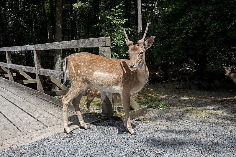 File:Hirsch im Wildpark Klaushof.jpg