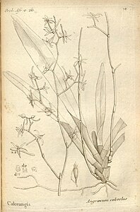 plate 78 Angraecum calceolus