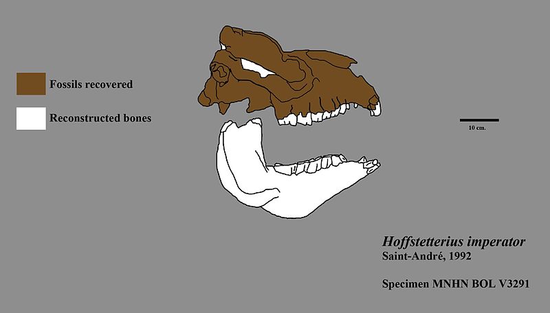 File:Hoffstetteriu juvenile skull.jpg